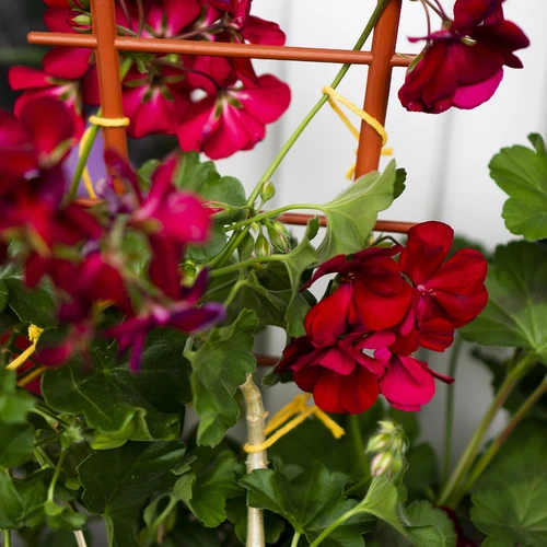 Bombažna vrvica, rumena, 2 mm/55 m/100 g - 11