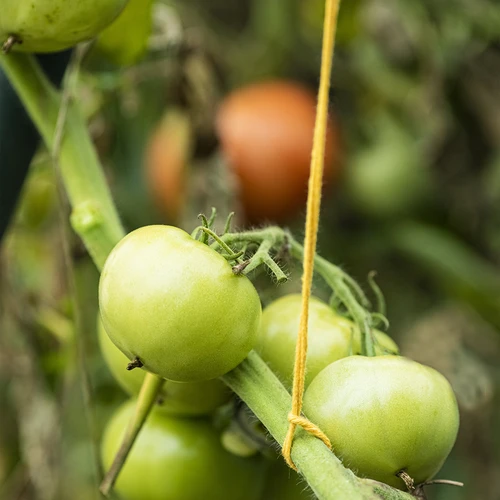 Bombažna vrvica, rumena, 2 mm/55 m/100 g - 10