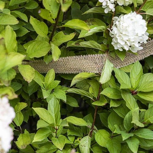 Juteni trak 5 cm /  8 m - 5