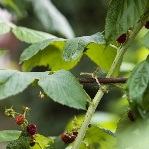 Jutna vrvica 2 mm/110 m/250 g - 9