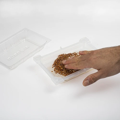 Kalilnik Zielona Czuprynka s semeni redkvice - 6