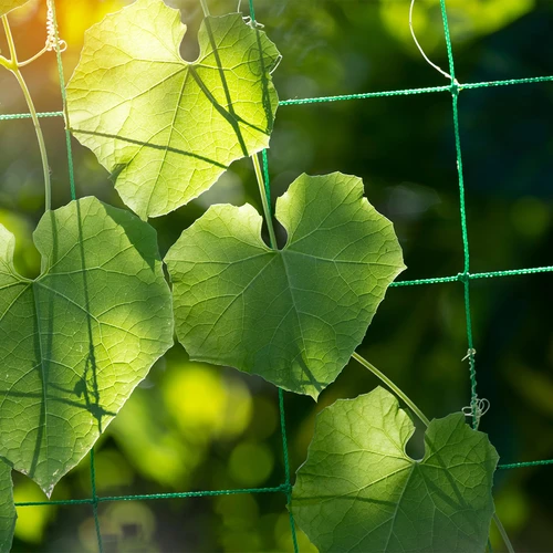 Mreža za vzpenjavke, 1,8 x 2,7m - 6