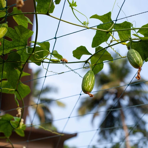 Mreža za vzpenjavke, 1,8 x 2,7m - 7