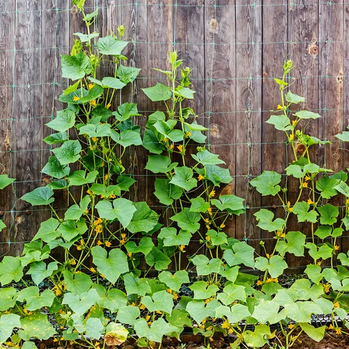 Mreža za vzpenjavke: 2 x 20m - 5