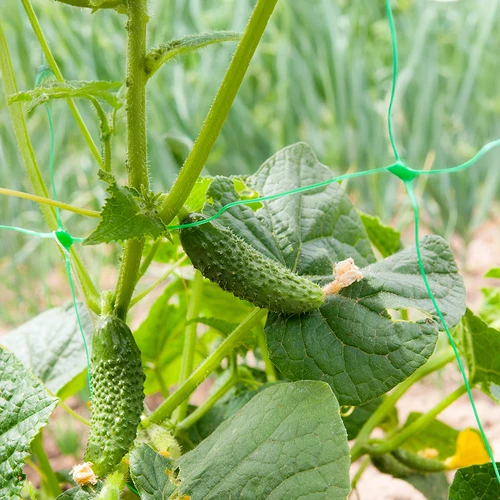 Mreža za vzpenjavke: 2 x 20m - 6