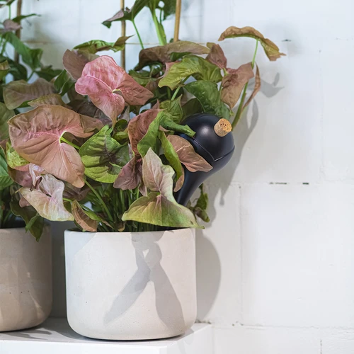 Namakalne krogle za rastline, mat črne, s plutovinastim zamaškom, 400 ml, 4 kos. - 10