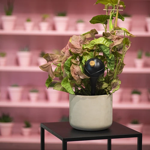 Namakalne krogle za rastline, mat črne, s plutovinastim zamaškom, 400 ml, 4 kos. - 11