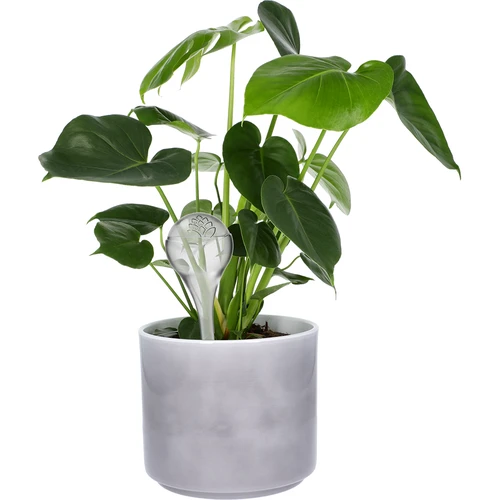 Namakalne krogle za rastline, prozorne, 400 ml, 2 kosa. - 7