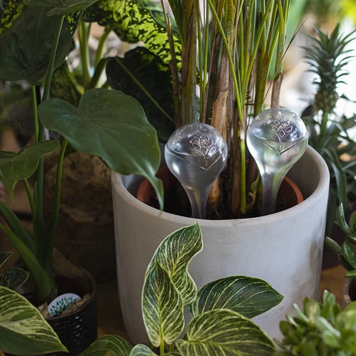 Namakalne krogle za rastline, prozorne, 400 ml, 2 kosa. - 9