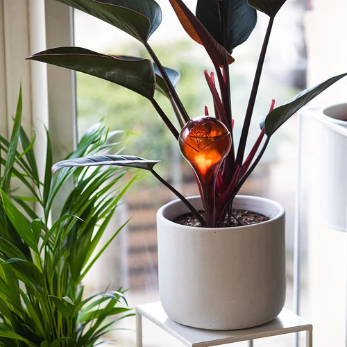 Namakalne krogle za rastline, prozorne v jantarni barvi, 400 ml, 2 kosa. - 9