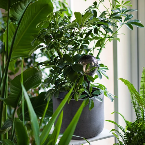 Namakalne krogle za rastline, prozorno črne, 400 ml, 2 kosa. - 10