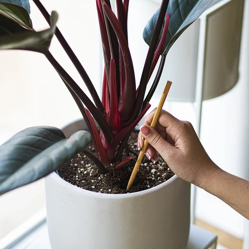 Namakalne krogle za rastline, prozorno črne, 400 ml, 2 kosa. - 8