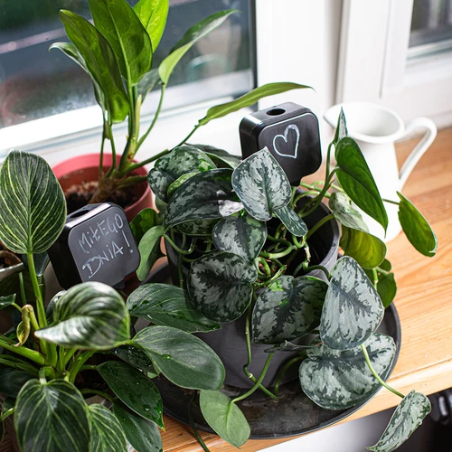 Namakalnik za rastline – črna tablica s keramično nogico, 200 ml - 9