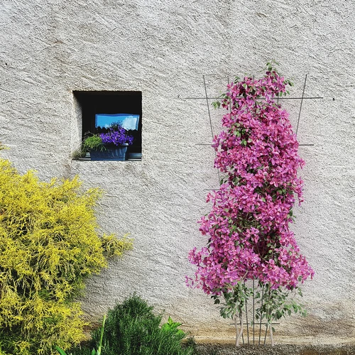 Opora za rastline - zožana vrtna rešetka 150 x 75 cm - 4