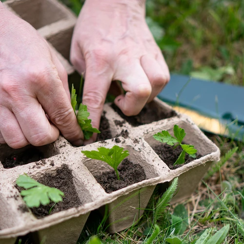 Papirnati lončki 6 x 6 x 6, komplet 5 kosov. - 6