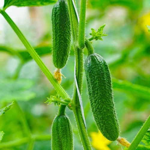 Polipropilenska vrvica 1 mm/65 m/50 g - 6