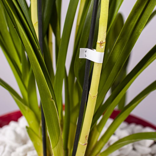 Sponke za vrtnarski spenjalnik - 10000 kos. - 6