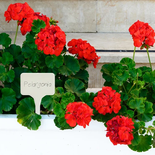 Tablice za označevanje rastlin + svinčnik, mix 10+20 kosov - 9