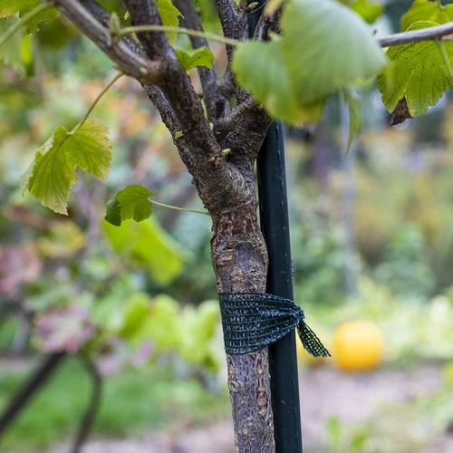 Trak za privezovanje rastlin PE 3 cm x 50 m - 3