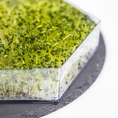 Večnivojski kalilnik Niezłe Ziółko + 10 pakiranj semen - 14