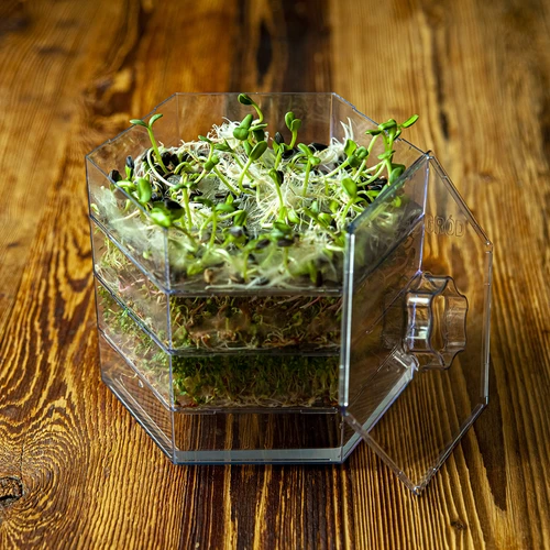 Večnivojski kalilnik Niezłe Ziółko s semeni redkvice - 19