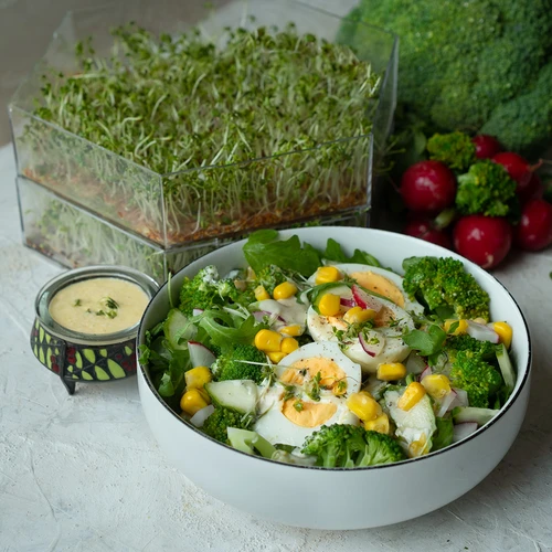 Večnivojski kalilnik Niezłe Ziółko s semeni redkvice - 13