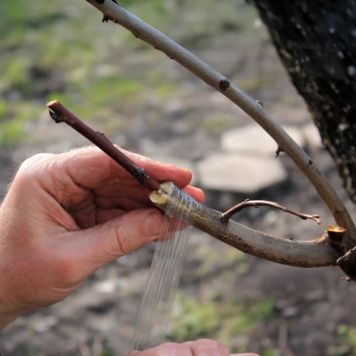 Vrtnarski trak za cepljenje, prozoren, 100 m x 3 cm - 4