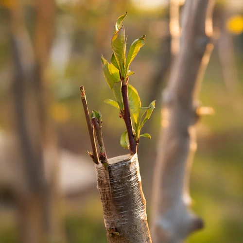Vrtnarski trak za cepljenje, prozoren, 100 m x 3 cm - 5