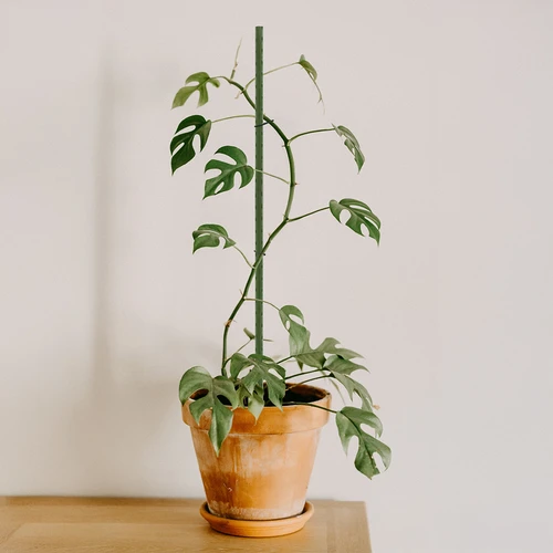 Vrtne palice Bioogród – prevlečene jeklene, 0,9 m, Ø 8 mm, 10 kosov. - 4