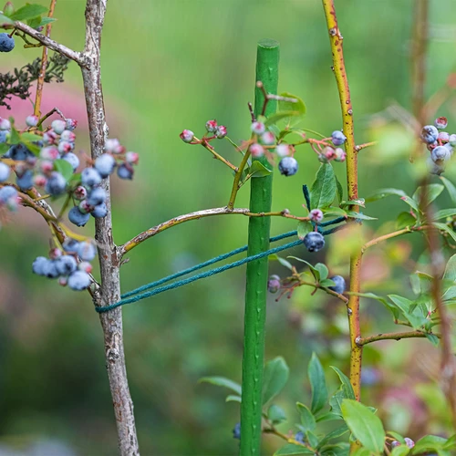 Vrtni koli Bioogród – prevlečeni jekleni, 1,8 m, Ø 11 mm, 10 kos. - 4