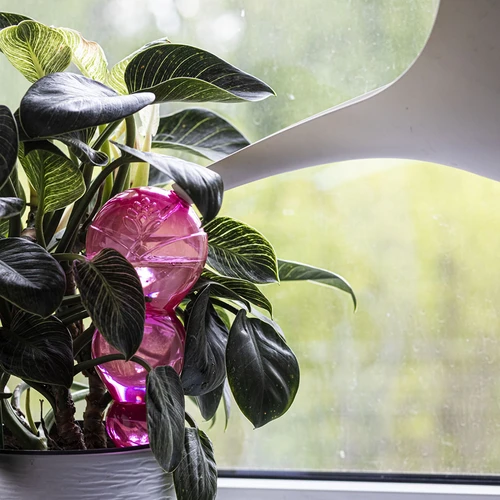 Zalivalna krogla trojna (trokamerna), prozorno rožnata, 600 ml - 6