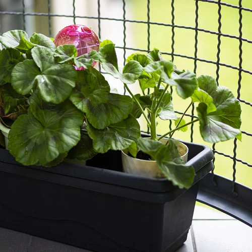 Zalivalna krogla trojna (trokamerna), prozorno rožnata, 600 ml - 9