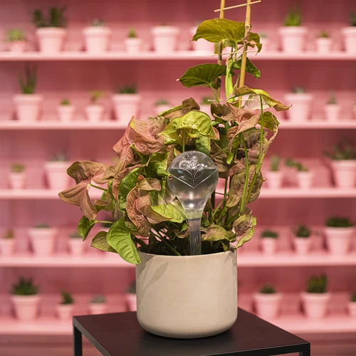 Zalivalne krogle, prozorne, 400 ml, 4 kosi - 12