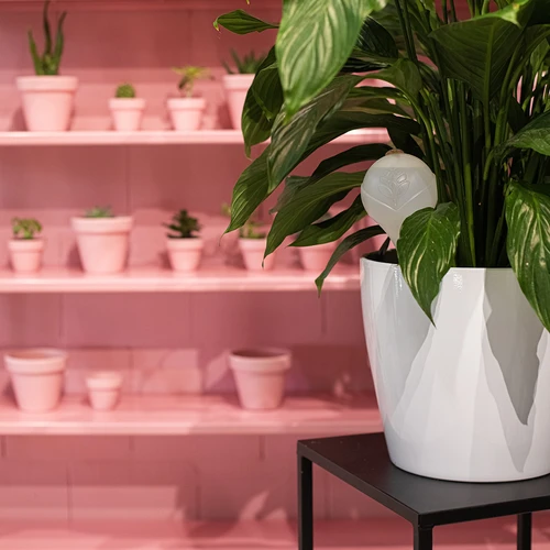 Zalivalne krogle za rastline, bele polprosojne s čepom,  400ml, 4 kosi. - 12