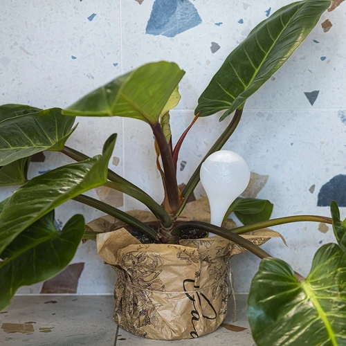 Zalivalne krogle za rastline, bele polprozorne, 400 ml, 4 kosi. - 9