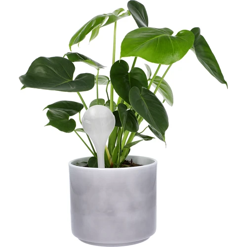 Zalivalne krogle za rastline, bele polprozorne, 400 ml, 4 kosi. - 6