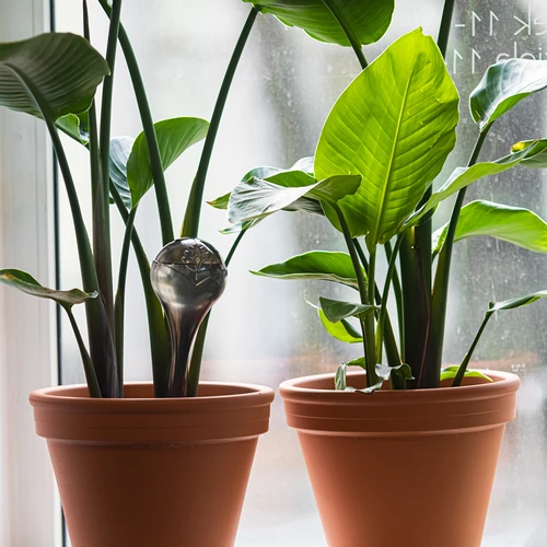 Zalivalne krogle za rastline, črne prozorne, 400 ml, 4 kosi. - 8