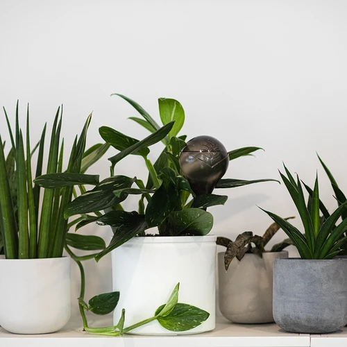 Zalivalne krogle za rastline, črne prozorne, 400 ml, 4 kosi. - 10