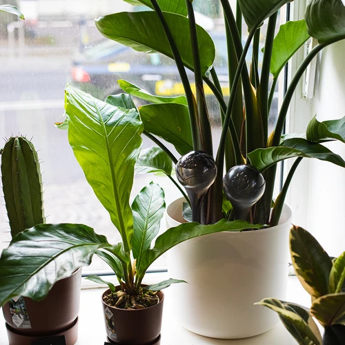 Zalivalne krogle za rastline, črne prozorne, 400 ml, 4 kosi. - 12