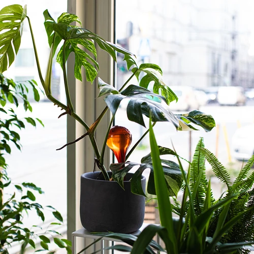 Zalivalne krogle za rastline, jantarno prozorne, 400 ml, 4 kosi. - 10