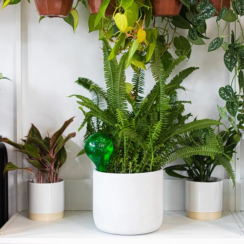 Zalivalne krogle za rastline, prozorno zelene, 400 ml, 2 kosa. - 12