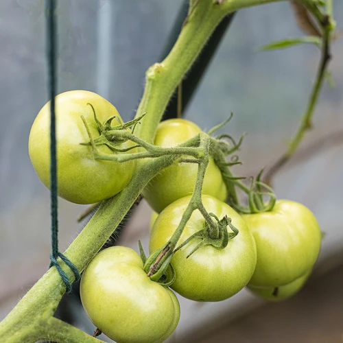 Zelena bombažna vrvica 2 mm/55 m/100 g - 9