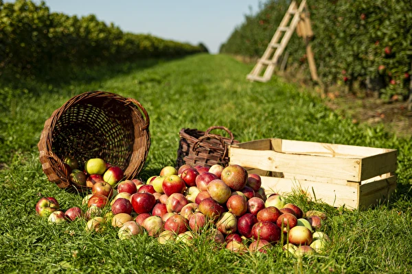 Domači cider