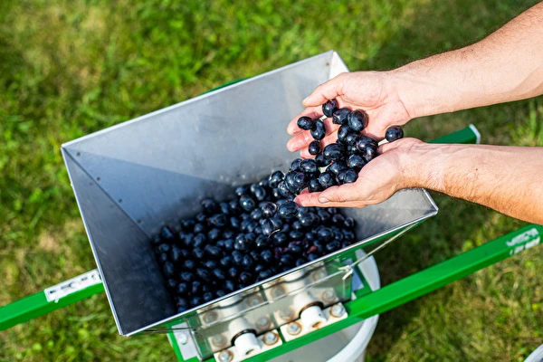 Kako narediti vino korak za korakom?