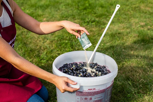 Kako narediti vino korak za korakom?