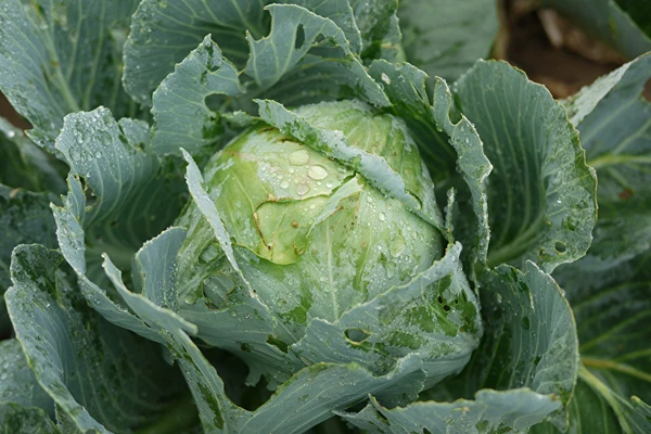 Kislo zelje po receptu gospe Sylwii