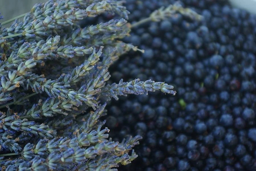 Browin Przepiśnik - Domače sivkino - borovničevo vino