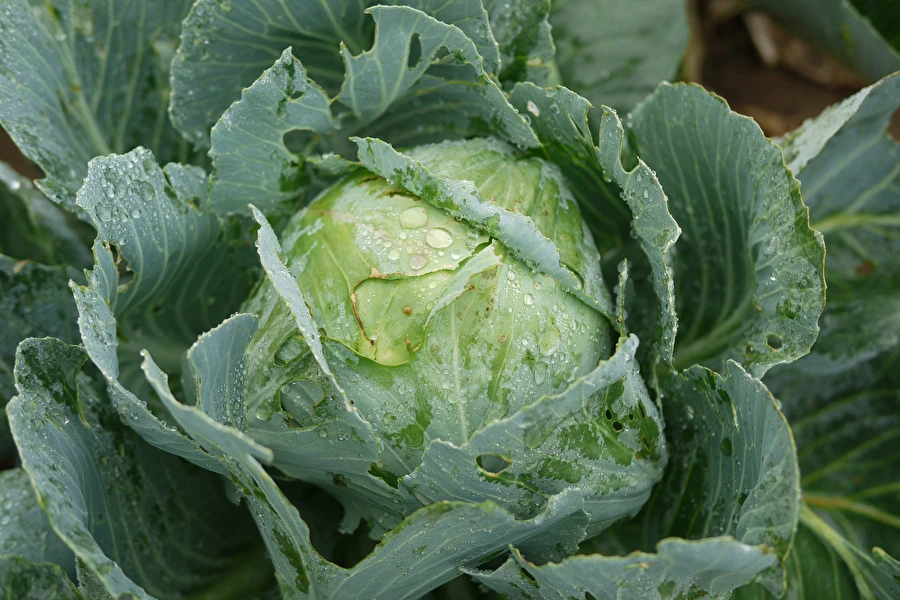 Browin Przepiśnik - Kislo zelje po receptu gospe Sylwii