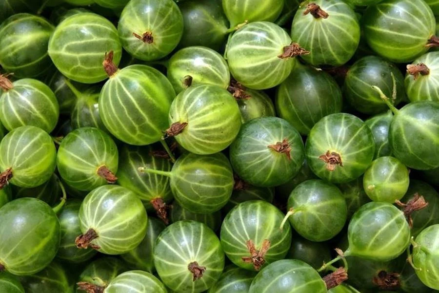 Browin Przepiśnik - Kosmuljev liker - liker iz kosmulj